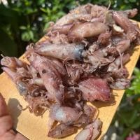 ราคา หมึกกะตอยต้ม เนื้อหวาน อร่อย สดใหม่ จากทะเลปากน้ำปราณฯ (8355015475)