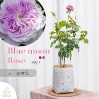 ราคา Treeno 9 T350 Blue moon Rose กุหลาบ บลูมูน ดอกกลิ่นหอม ต้นใหญ่ ถุง 8 นิ้ว สูง 60 70 ซม ไม้ประดับ ไม้ดอก ต้นไม้ (16800619268)
