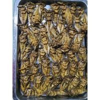 ราคา แมงดานาธรรมชาติ แมงดาตัวผู้ แมงดาตัวเมีย ใช้ทำน้ำพริกแมงดา แมงดาทอด (22769612073)