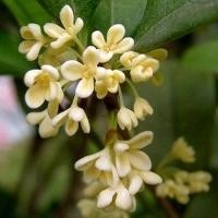 ราคา Treeno 9 T103 ดอกหอมหมื่นลี้ กลิ่นหอมมาก Fragrant Tea Olive กระถาง 8 นิ้ว สูง 50 60 ซม ไม้ประดับ ไม้มงคล ไม้ดอกกลิ่นหอม ต้นไม้ (18338475634)