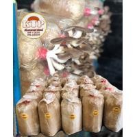 ราคา ก้อนเชื้อเห็ด นางฟ้าภูฐาน ชุด 20ก้อน (10318592783)