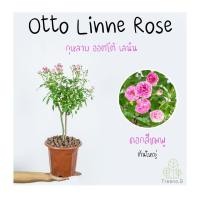 ราคา Otto Linne Rose กุหลาบ ออตโต้ เลนิน ต้นใหญ่ ถุง 8 นิ้ว สูง 60 70 ซม ไม้ประดับ ไม้ดอก ต้นไม้ (16013309154)
