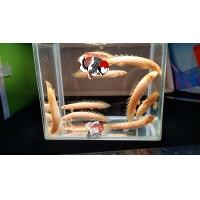 ราคา อาหารปลา ปลาบิเซียเผือกตาแดง เลี้ ยงง่าย ไซร้3นิ้วกินอาหารเม็ด มีประกันคะ (22824328319)