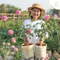 ราคา Treeno 9 T350 Bishops Castle Rose กุหลาบ บิชอป คาสเซิล ดอกกลิ่นหอม ต้นใหญ่ ถุง 8 นิ้ว สูง 60 70 ซม ไม้ประดับ ไม้ดอก ต้นไม้ (16005504722)