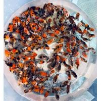 ราคา สิงห์ 5 สี ขนาด 2 นิ้ว มีรับประกัน (22746840209)