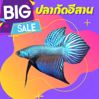 ราคา ปลากัดอีสานทรงเครื่อง ตัวใหญ่ สัตว์น้ำปลากัด เลือกได้ หางใบโพธิ์ สวยๆ ส่งด่วน สินค้ารับประกัน100 อายุ 5 เดือน (15260082744)