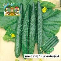 ราคา เมล็ดแตงกวาญี่ปุ่นเมล็ดพันธุ์แท้ 50 เมล็ดแตงกวาญี่ปุ่นปลูกง่ายให้ผลผลิตสูงรสชาติหวานกรอบอัตราการงอกสูง (22087877561)