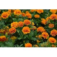 ราคา ของแท้ 100 เมล็ด ดาวเรืองฝรั่งเศส คุณภาพ 100 เมล็ด พันธุ์พืช เมล็ดพันธุ์ ดอกไม้ French Marigold 100 seeds เมล็ดดอกไม้สวย ต้นไม้มงคล ต้นไม้ประดับ พันธุ์ดอกไม้ ต้นไม้จิ๋วจริง ดอกไม้จริง ต้นไม้ฟอกอากาศ บ