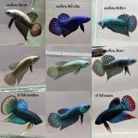 ราคา ปลากัดป่ๅไฮบริดเอเลี่ยนเพศผู้ 1ตัว คัดเกรด แถมปลากัดเพศเมีย คละสายพันธุ์ คละสี 1 ตัว (17021928760)