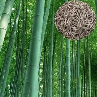 ราคา 50 เมล็ดเมล็ดไผ่ Moso bamboo Moso bamboo Moso bamboo Phyllostachys Pubescens ไผ่เดี่ยวสารสกัดจากไผ่ไผ่พืชเศรษฐกิจสายพันธุ์ไผ่ถ่านไม้ไผ่ ต้นไม้มงคล ต้นไม้ประดับ พันธุ์ดอกไม้ ต้นไม้จิ๋วจริง ดอกไม้จริง ต