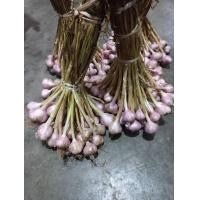 ราคา กระเทียม Thai garlic กระเทียมสายน้ำแร่ คละไซส์ 1 Kg กระเทียมพื้นบ้าน กระเทียมแม่ฮ่องสอน กลีบใหญ่เนื้อหนา (9693714450)
