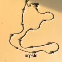 ราคา URPALS สร้อยคอ สร้อยคอสายฝอ สุดน่ารัก สร้อยคอStainless ชุบทอง 18K ทนน้ำ ทนเหงื่อได้ดี พร้อมส่งทั้ง 2 สี (23125941838)