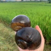 ราคา 1 กก พ่อแม่พันธุ์ หอยโข่งใต้แท้ พ่อพันธุ์ แม่พันธุ์ สำหรับเพาะพันธุ์ หรือนำไปปรุงอาหาร ขนาดประมาณ 13 15 ตัว โล (10623993840)