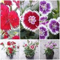 ราคา พันธุ์เบา พุ่มสวย เมล็ดพันธุ์ ดอกผีเสื้อ 200 pcs Mix Colour Dianthus Flower Seeds ดอกผีเสื้อ ไม้ดอกไม้ประดับ เมล็ดดอกไม้สวย ต้นไม้มงคล ต้นไม้ฟอกอากาศ เมล็ดพันธุ์พืช เมล็ดดอกไม้ พรรณไม้ ต้นไม้ ผักสวนคร