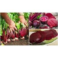 ราคา ของแท้ 100 เมล็ดหัวบีทรูท บรรจุ 150 เมล็ด ซอง เมล็ดพันธุ์ บีทรูท Beetroot seeds ต้นไม้มงคล ต้นไม้ประดับ พันธุ์ดอกไม้ ต้นไม้จิ๋วจริง ดอกไม้จริง ต้นไม้ฟอกอากาศ บอนไซ ผักสวนครัว Flower Seeds Plant (67541