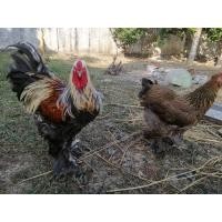 ราคา ไข่เชื้อไก่บราม่าจากตรุกี3ฟอง 280บ คละสีสวยๆเลยใหญ่หนักสูงแน่นอน (20821528834)