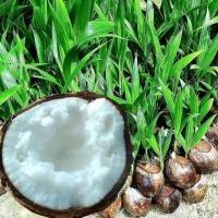 ราคา ต้นมะพร้าวกะทิ กะทิ มะพร้าวน้ำหอม ต้นเตี้ย พันธุ์แท้ ลูกดก น้ำหวานเนื้อฟู คัดสรรพันธุ์พิเศษนำมาเพาะเป็นหน่อพร้อมปลูกลงดิน (13360668925)