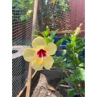 ราคา ต้น ชบาฮาวาย สีเหลือง ดอลลี่ป๊อป ดอกสีเหลือง เกสรสวย มีไส้แดงกลางดอก ดอกชบา Hibiscus ดอกออกทั้งปี ต้นสูง 60 70 ซม ส่งในกระถาง 10 นิ้ว จัดส่งสินค้าตามภาพ (7640106359)