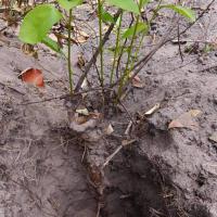 ราคา ราก โลดทะนงแดง ทะนงแดง สด ขุดใหม่จากป่า ของไทย สมุนไพรธรรมชาติ หนัก 500 กรัม ไม่มีสารพิษ (19069032727)