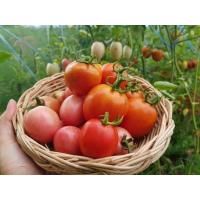 ราคา สดจากไร่ มะเขือเทศ ผักสด ปลอดสาร สดจากสวน ครึ่งกิโล 80 5แถม1ขนส่งแช่เย็น ราคาถูก ราคาส่ง (21037112576)