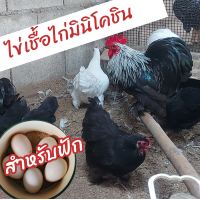 ราคา ไข่เชื้อไก่มินิโคชิน ชุด 5 ฟอง สำหรับฟัก (18038449928)