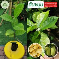 ราคา โปรโมชั่น ยอดฮิต ขนุน ต้นกล้าขนุน ต้นขนุนเพาะเมล็ด ชุด10ต้น แถม 3 (14645486774)