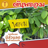 ราคา ต้นพยอม แพ็ค 1 ต้น ขนาดตามรูป ต้นใหญ่สวยแข็งแรง ส่งด่วน ของมีพร้อมส่ง (20576082896)