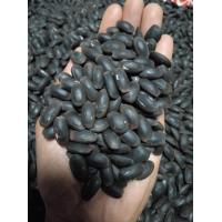 ราคา เม็ดเหรียงแห้ง เกรด A เก็บใหม่ปี 2567 น้ำหนัก 1 กิโลกรัม รับประกันความงอก (22087486865)