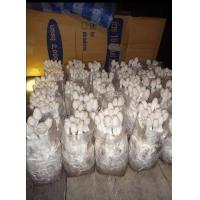 ราคา เห็ดโคนน้อย 30 ก้อนดอกสวยขาวอวบเนื้อแน่นๆดอกใหญ่ (22700024150)