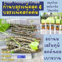 ราคา บอระเพ็ดขมขมหย่านม สด บอเพ็ด organic สกัดต้มขมเหมือนก้าน (15699078220)