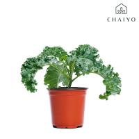 ราคา ต้นเคล ออร์แกนิค Organic Kale กระถาง 4 นิ้ว (23314493297)