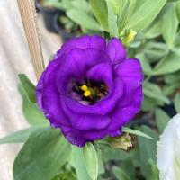 ราคา กุหลาบ ไลเซนทัส กุหลาบสีม่วง กระถาง 6 นิ้ว ส่งต้นติดตูมดอก แต่งช่อดอกไม้ แจกัน กุหลาบตัดดอก (20666398937)