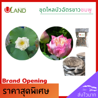 ราคา Uland ชุดไหลบัวฉัตรขาวชมพู อย่างละ 2 ไหล ดินเหนียว ปุ๋ยบัว ไหลบัว บัวฉัตรขาว หลดบัว บัวฉัตร บัวหลวง ดอกบัวขาว (13167819249)