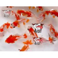 ราคา อาหารปลา ปลาทองฮอลันดายักษ์ หัววุ้น สีขาวแดง คัดเกรดสวยๆ ไซร้ 2นิ้ว มีประกันสินค้าคะ (22824340286)