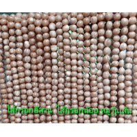 ราคา ไส้กรอกอีสาน ไส้กรอกน้อย หมูวุ้นเส้น (10882152102)