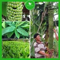 ราคา ต้นกล้วยร้อยหวี ไม้ผลเพื่อสุขภาพ ต้นพันธุ์แท้ F1 ผลหวานกรอบ ปลูกง่าย ออกผลเร็ว (17479659223)