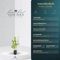 ราคา ต้นมะนาวแป้นรำไพ 60 200 cm เกรดพรีเมียม พันธุ์แท้ 100 เปลือกบาง ให้น้ำเยอะ เมล็ดน้อย ผลดก มะนาวคุณภาพดีและให้ผลผลิตมาก (14297784521)