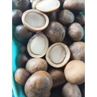 ราคา ตัวจริงเสียงจริง เรื่องเห็ด เห็ดเผาะ เห็ดถอบ เห็ดจากเมืองเหนือ รวมอ่อนแก่ ตามฤดู (18662224590)