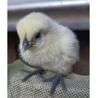 ราคา ไข่เขื้อไก่ดำภูพาน หนึ่งขุด 6 ใบแถม1ใบ (21410860449)