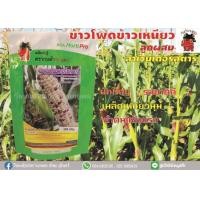 ราคา ข้าวโพดข้าวเหนียวลูกผสมและข้าวโพดหวานลูกผสม เมล็ดพันธุ์ตรากบดำกบแดง ขนาด 200 กรัม (9692532346)