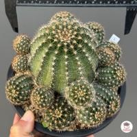 ราคา อิชินอปซิส ดอกสีแอปริคอต Echinopsis Hybrid แคคตัส กระบองเพชร cactus succulent (22516222422)