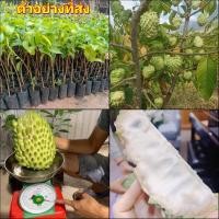 ราคา 3ต้น ต้น น้อยหน่ากลิ่นทุเรียน ต้นน้อยหน่ากลิ่นทุเรียน น้อยหน่า กลิ่นทุเรียน น้อยหน่าทุเรียน ต้นน้อยหน่าทุเรียน happy (15730933934)