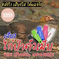 ราคา เสียงต่อไก่ป่าตัวเมีย ตอด เสียงชัดๆ หมาน1000 เมมเสียงไก่ป่าตัวเมีย ตอด เสียงชัดๆ หมาน1000 แฟลชไดรฟ์เสียงต่อไก่ป่าตัวเมีย ตอด เสียงชัดๆ (14435645191)