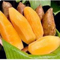 ราคา BB ขุดสดตามออเดอร์ บัวหิมะ Yacon 5กิโลกรัม บัวหิมะ บัวหิมะสด บัวหิมะจากดอยอ่างขาง บัวหิมะปลอดสารพิษ บัวหิมะสดๆจากสวน บัวหิมะพร้อมทาน ผลไม้เมืองหนาว บัวหิมะ บัวหิมะสด หวานฉ่ำ เนื้อกรอบ เจ้าของสวนมาเอง 