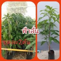 ราคา มะม่วงพันธุ์ฟ้าลั่นชุดละ 2ต้น กิ่งทาบ สูง 80 ซม (2030510875)