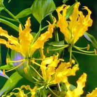 ราคา Gloriosa Superba สีเหลือง3หัว ชุด ดองดึง หัวฟาน หัวขวาน พันมหา อีสาน (7994203533)