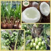 ราคา พันธุ์มะพร้าวแกงต้นเตี้ย ออกลูกไว ลูกดก (22997886558)