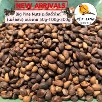 ราคา Pine Nut ไพน์นัท ถั่วเมล็ดสน สำหรับนกแก้ว กระรอก หนูแฮมเตอร์ แบ่งขาย 50g 100g 300g (18562461977)