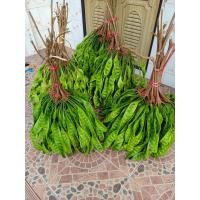 ราคา สะตอสด สะตอใต้เม็ดสวยๆ ตัดสดจากสวน จำนวน 10 ฝัก (17778464181)