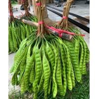 ราคา สะตอสด สะตอข้าว สะตอคีรีวง 15 ฝัก (19420226459)